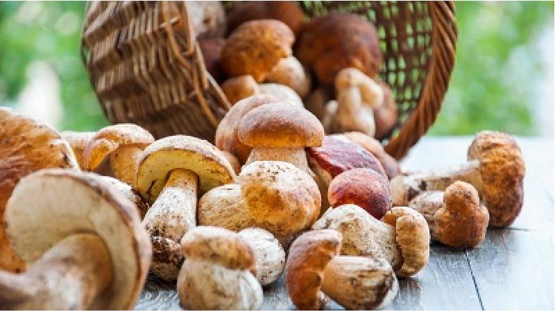 قارچ باعث لاغری می شود؟