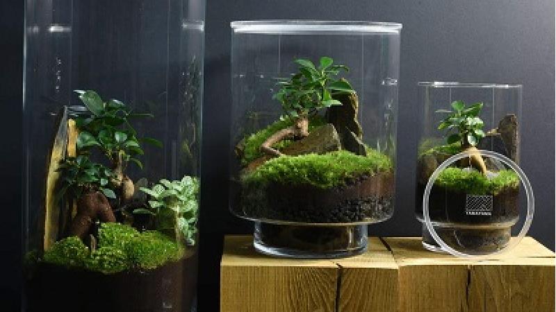 تراریوم شیک را خودتان در خانه درست کنید