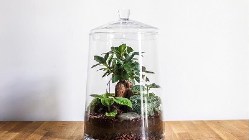 تراریوم برای چه گیاهانی مناسب است