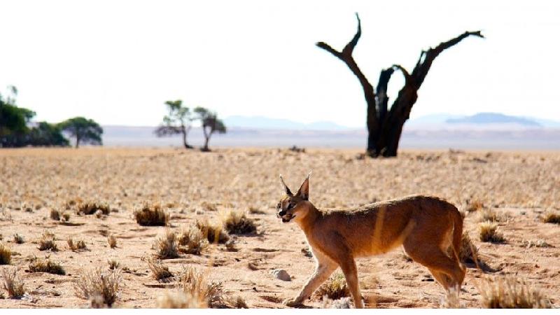 گربه کاراکال چه ویژگی هایی دارد