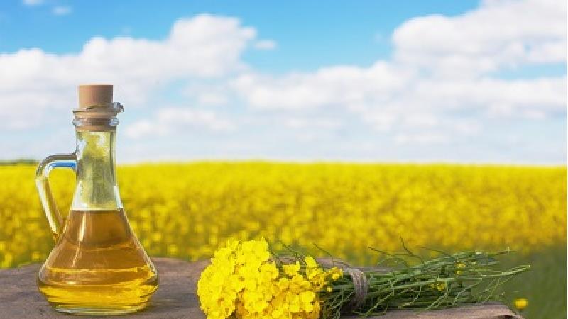 روغن کانولا چه ویژگی هایی دارد