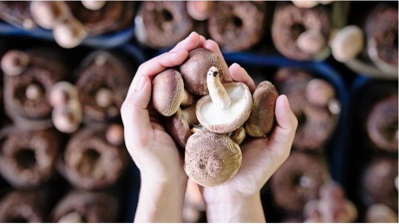 نگهداری قارچ در فریزر چگونه باید باشد