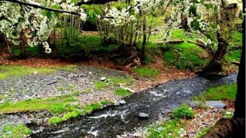 دلیل صدای جیغ در جنگل سر برج چیست