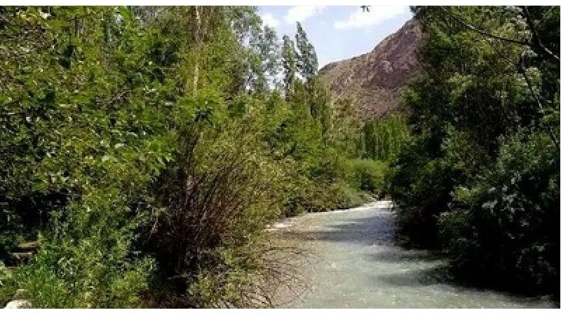 راز جنگل سر برج فاش شد