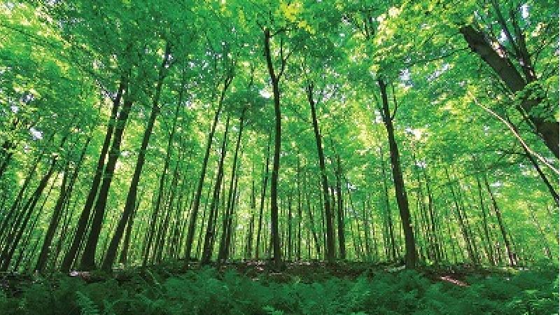 جنگل سر برج یا جنگل جیغ در نزدیکی طرقبه مشهد قرار دارد