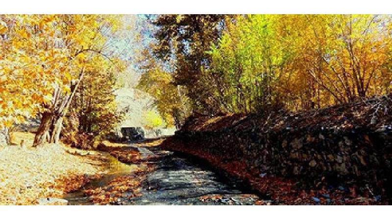 چرا به جنگل سر برج جنگل جیغ می گویند