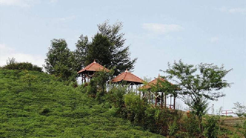 از حضور در جنگل سیسنگان لذت ببرید