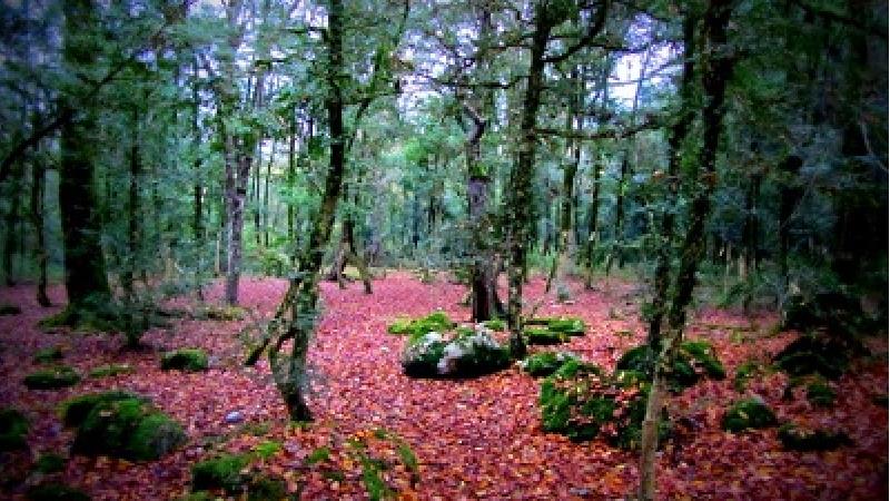 جنگل سیسنگان پوشش گیاهی متنوعی دارد