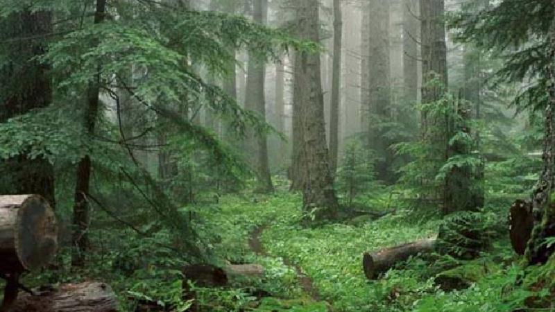 در جنگل سیسنگان خاطرات خوشی برای شما رقم خواهد خورد