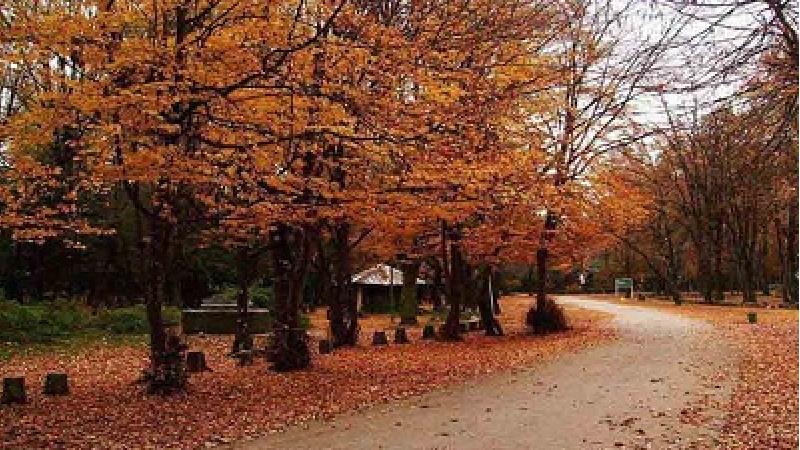 از تفریحات جنگل سیسنگان لذت ببرید