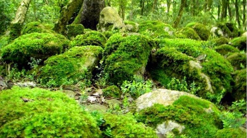 چنگل سیسنگان بسیار تماشایی است