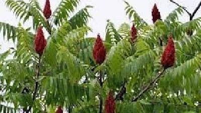 فایده سماق برای دیابت چیست