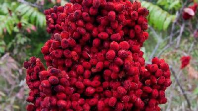 سماق برای پوست و مو چه خاصیت هایی دارد