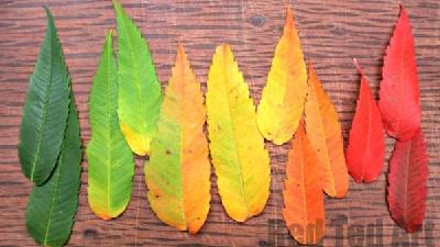 روش آسان برای خشک کردن برگ و گل را یاد بگیرید