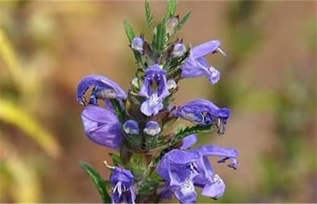 بادرنجبویه به تقویت حافظه کمک می کند