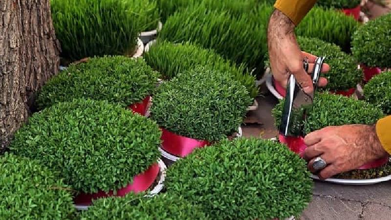 تاریخچه سبزه سفره هفت سین عید چیست