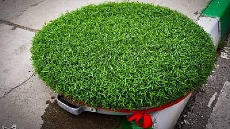 دلیل گذاشتن سبزه سر سفره هفت سین عید چیست