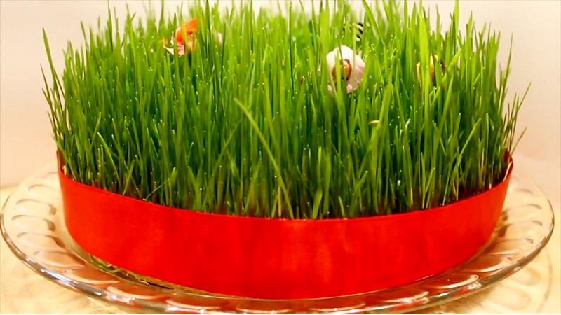 چه کار کنیم که سبزه عید کپک نزند