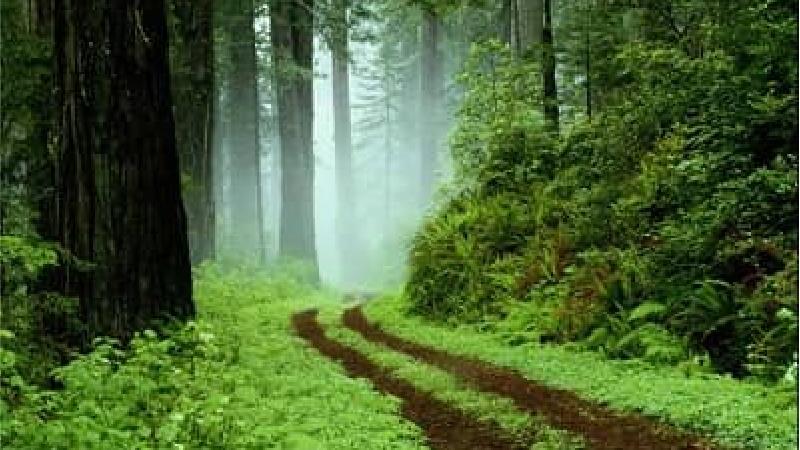 به پارک جنگلی گیسوم بروید