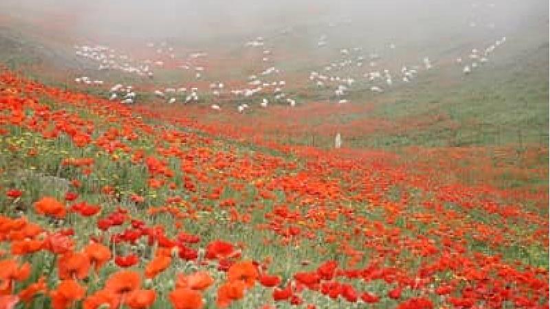 ییلاق سوباتان از دیدنی های تالش