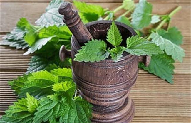 برگ گزنه به بهبود آلرژی بهاره کمک می کند