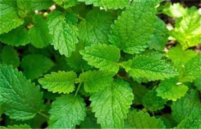 بادرنجبویه به خوب شدن حساسیت بهاره کمک م یکند