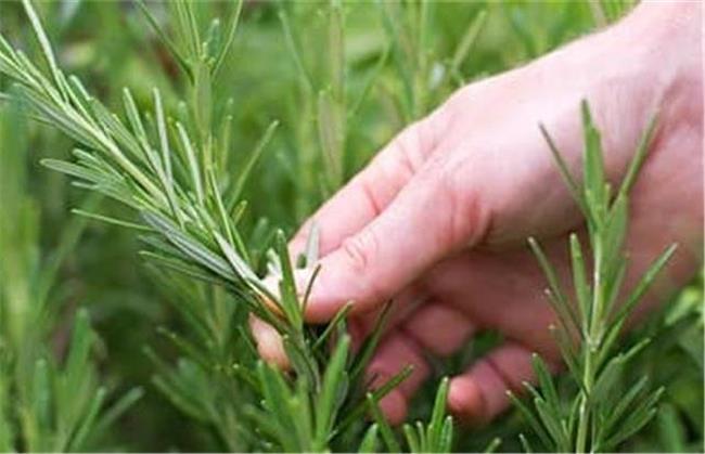 رزماری برای حساسیت بهاره خوب است