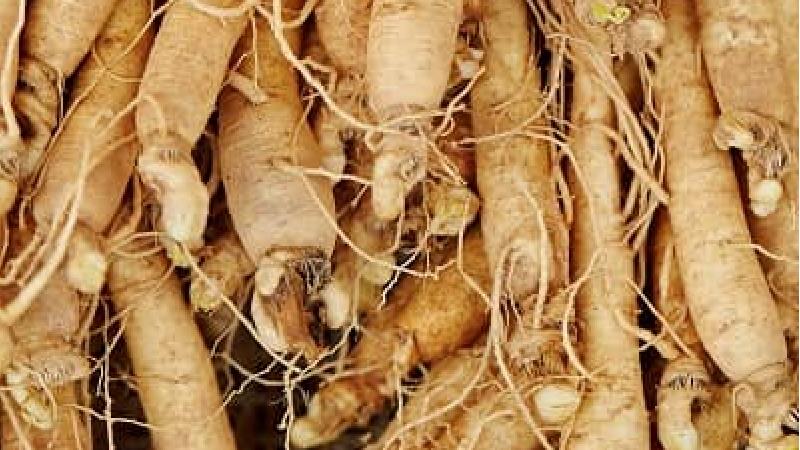 جینسینگ چه خاصیت هایی دارد