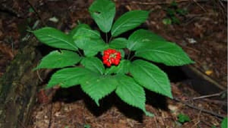 چرا به جینسینگ گیاه جوانی می گویند