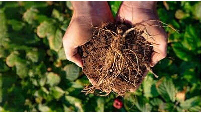 آیا جینسینگ عوارض هم دارد