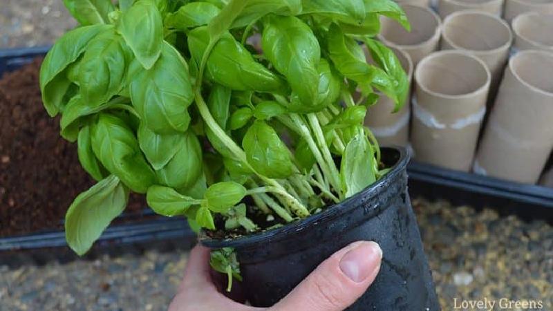 چگونه در آپارتمان ریحان را در گلدان بکاریم