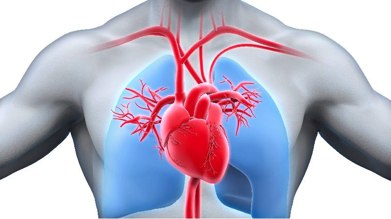 شکلات تلخ برای قلب و عروق پرخاصیت است