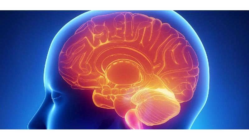 شکلات تلخ برای مغز مفید است