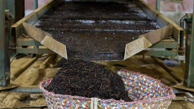 روش شناختن چای مرغوب چگونه است