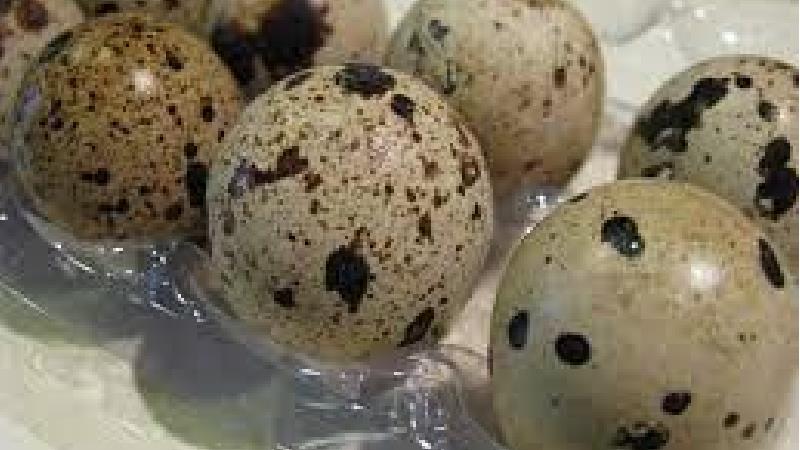 تخم بلدرچین چه خاصیت هایی دارد