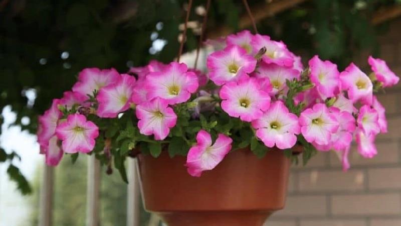 برای تازه ماندن گل به چه نکاتی دقت کنیم