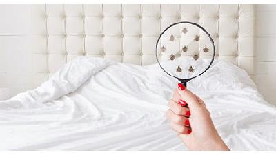 برای از بین بردن مایت یا حشرات ریز در خانه چه کار باید انجام بدهیم