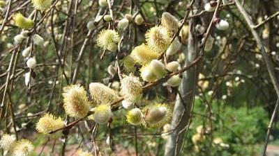 فایده های عرق بیدمشک چیست