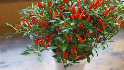 روش و شویده کاشت فلفل در گلدان چگونه است