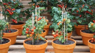 چگونه در خانه گوجه فرنگی بکاریم