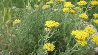 طب سنتی درباره خواص گیاه بومادران چه نظری دارد