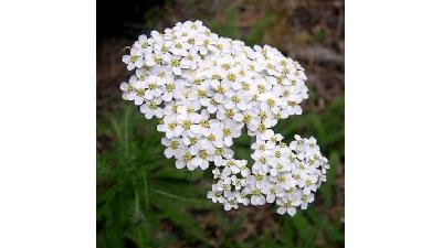 بومادران دو گونه زرد و سفید دارد