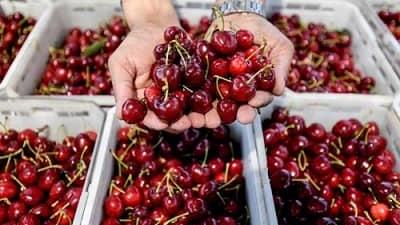 با سایر فواید گیلاس آشنا شوید