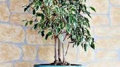 روش نگهداری از گیاه بنجامین در آپارتمان چگونه است