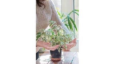 گیاه بنجامین به چه مراقبت هایی نیاز دارد