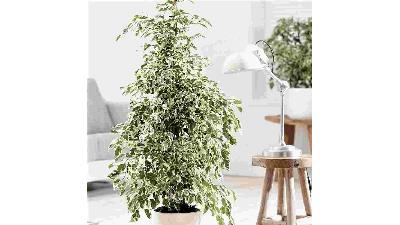 چگونه از گیاه بنجامین در خانه نگهداری کنیم