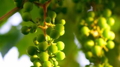 آبغوره برای پوست مفید است