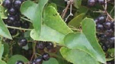 خاصیت هی گیاه دارویی عشبه بیابانی چیست