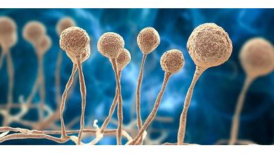 دلایل ابتلا به بیماری قارچ سیاه چیست