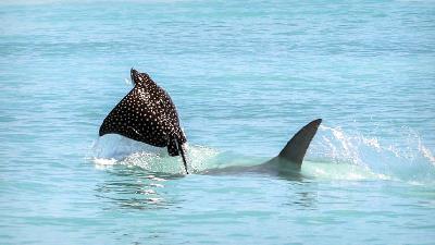 مکسر گونه های جانوری متنوعی دارد